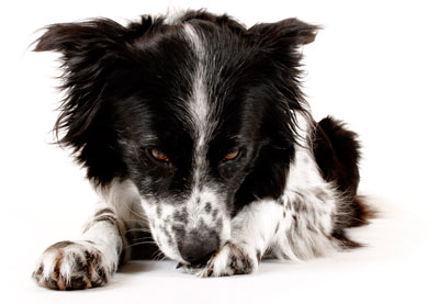 how to stop border collie from chewing