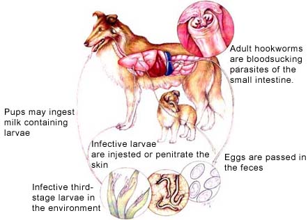 https://www.mineralareavetclinic.net/Account_Data/Account_1289/editor/original_hookworms.jpg